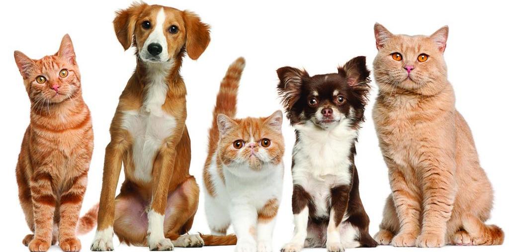 Доска объявлений о животных | ЗооТом - продажа, вязка и услуги для животных в Калачинске