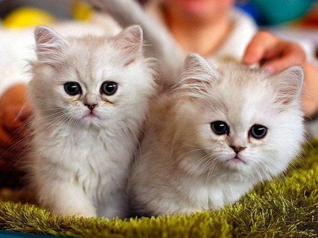 Породы кошек в Калачинске | ЗооТом портал о животных
