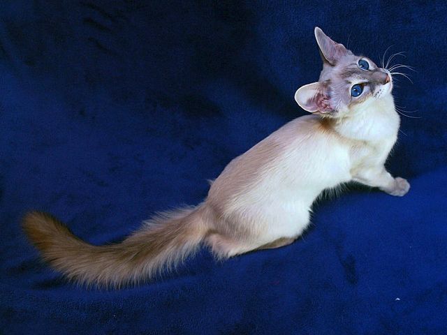 Выведенные породы кошек в Калачинске | ЗооТом портал о животных