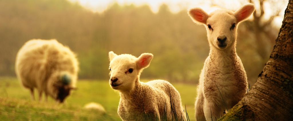 Объявления о сельскохозяйственных животных | ЗооТом - продажа, вязка и услуги для животных в Калачинске