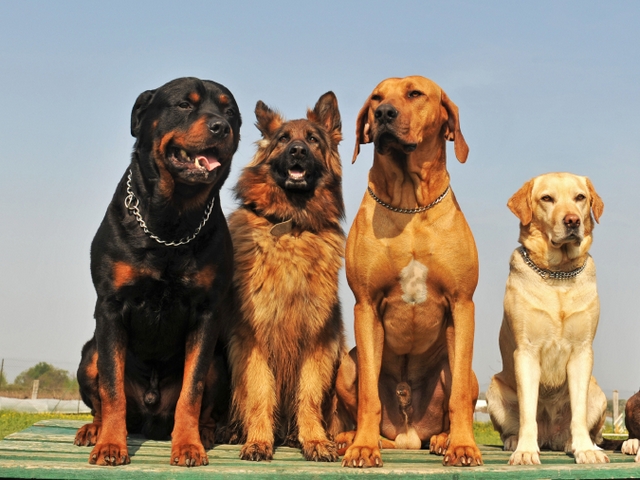 Крупные породы собак в Калачинске | ЗооТом портал о животных